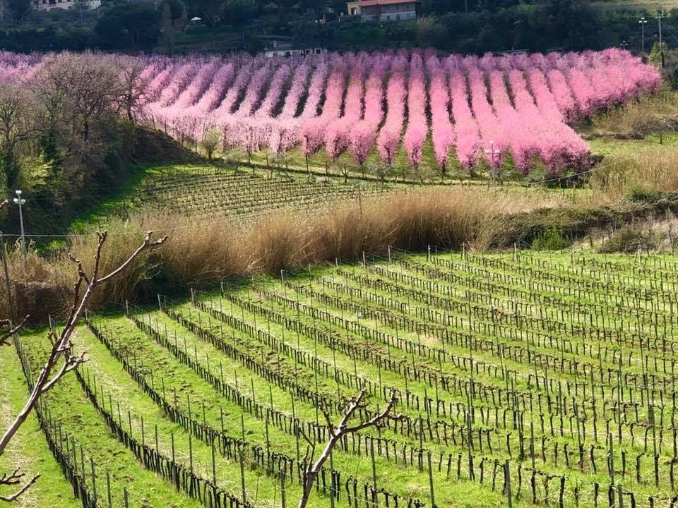 Società Agricola Santi Apostoli