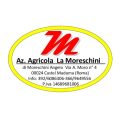 logo moreschini